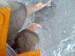 Sandal Jepit avatar