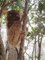 guidebelitung